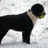 7 of 51: Tangle in the snow