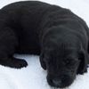 10 of 51: fcr new puppeis