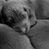 11 of 51: fcr new puppies